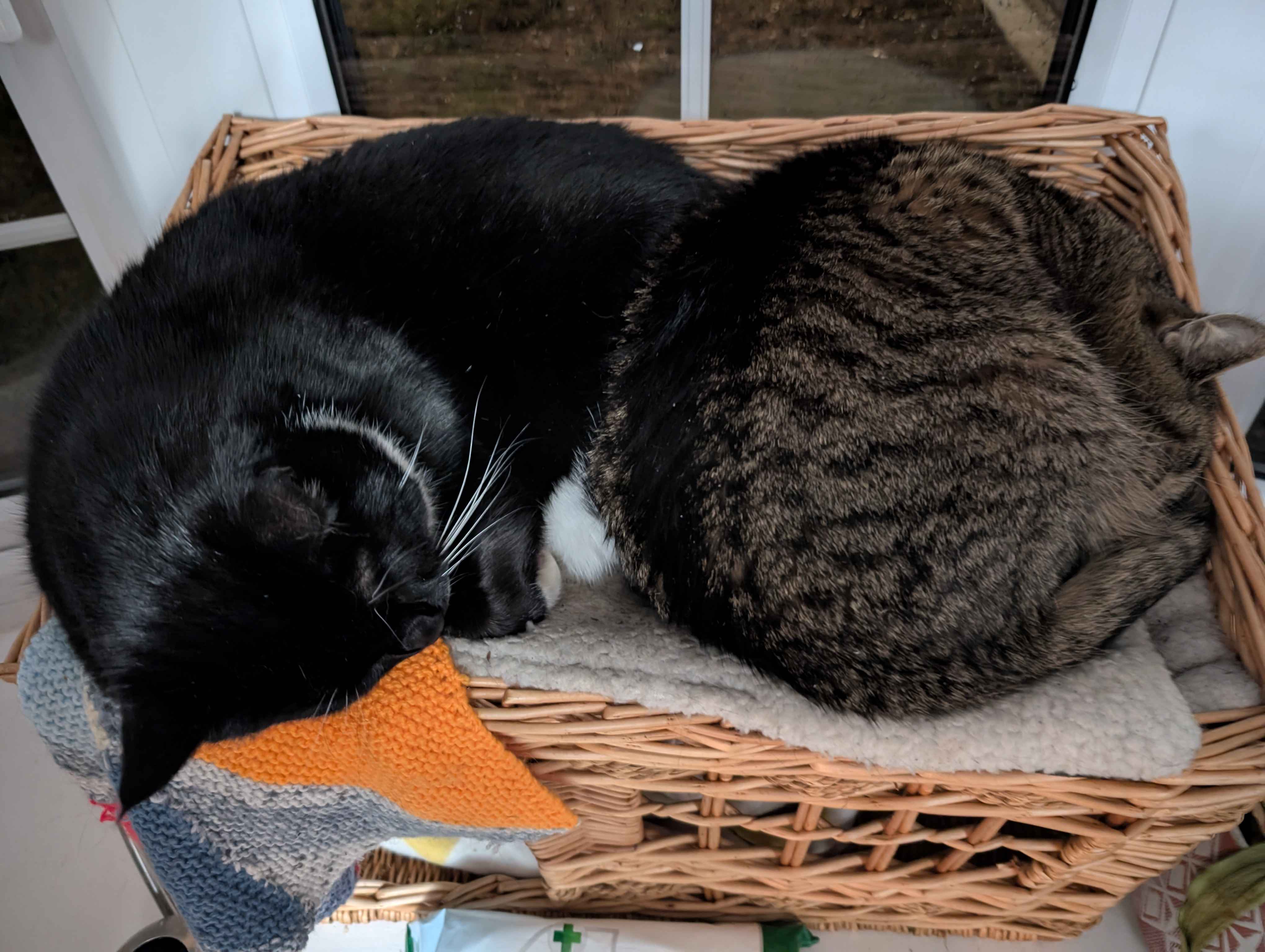 rupey and tuxxy looking cute so i took a picture, here it is!