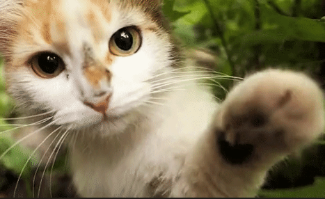 >specific topic mentioned