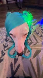Who's a good boy?
