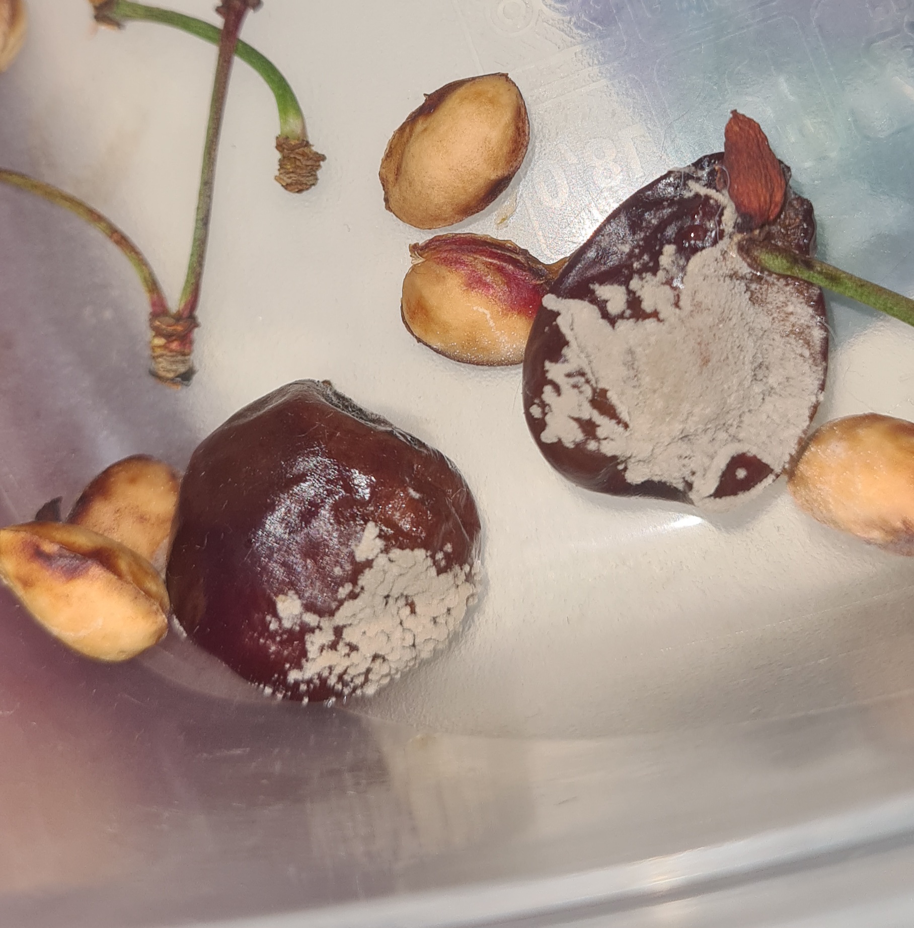 Moldy cherry! In fact, it was already a little rotten, so it got moldy quickly 