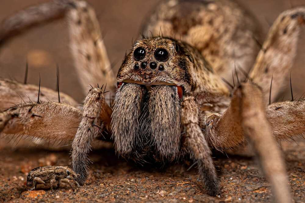 mom found my spider thread