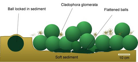 ball locked in sediment