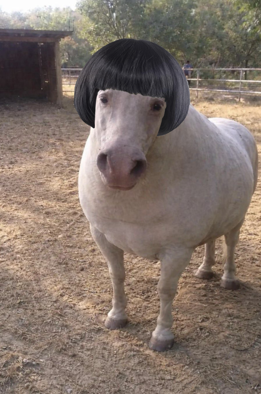 jorse with a bob